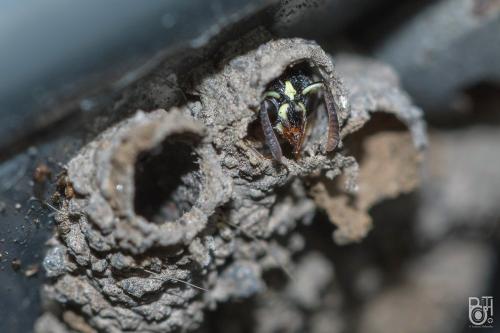 Paraleptomenes miniatus miniatus